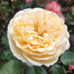 ROSA KORDES, Marzipan® - Image 2
