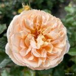 ROSA KORDES, Marzipan® - Image 3