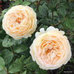 ROSA KORDES, Marzipan® - Image 4