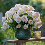 ROSA KORDES, Marzipan®