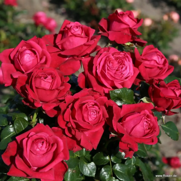 ROSA KORDES, Ruby Kiss®