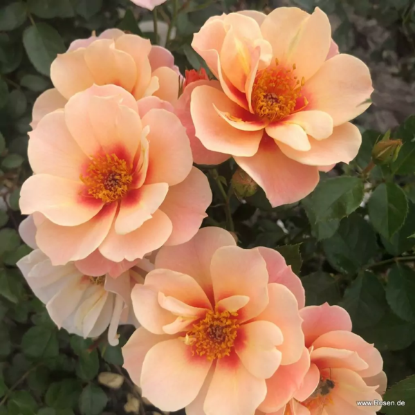 ROSA KORDES 'SEE YOU® in apricot'