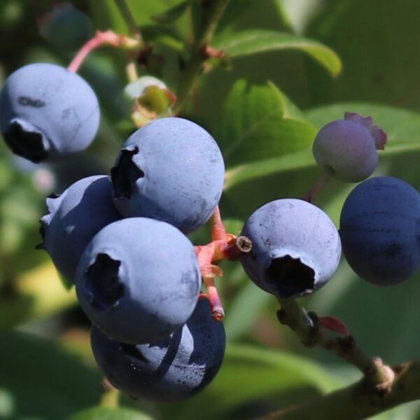 Vaccinium corymbosum 'Early Blue'®-raná