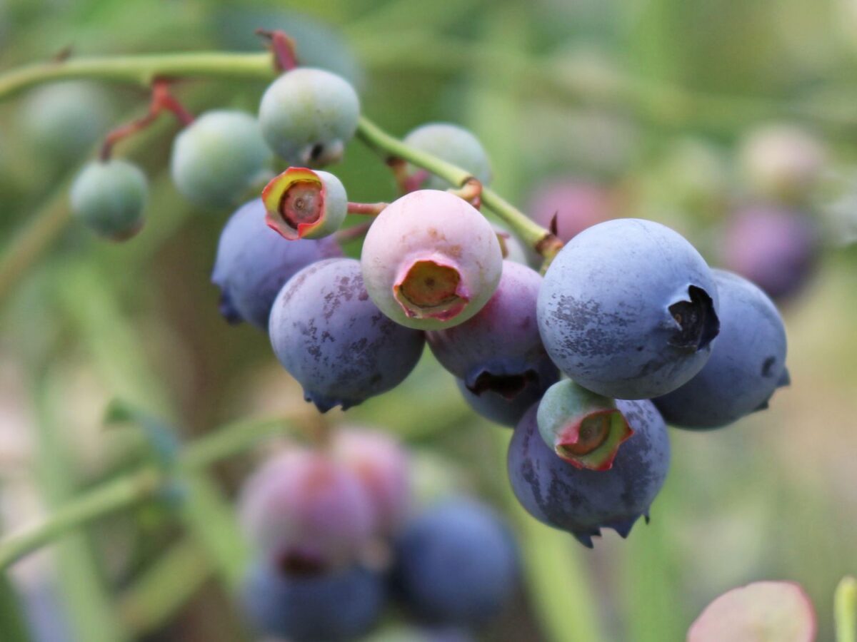 Vaccinium corymbosum 'Goldtraube 53' - Image 1