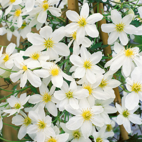 Clematis 'Avalanche'