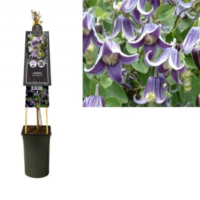 Clematis 'Fascination' - Clematis Fascination