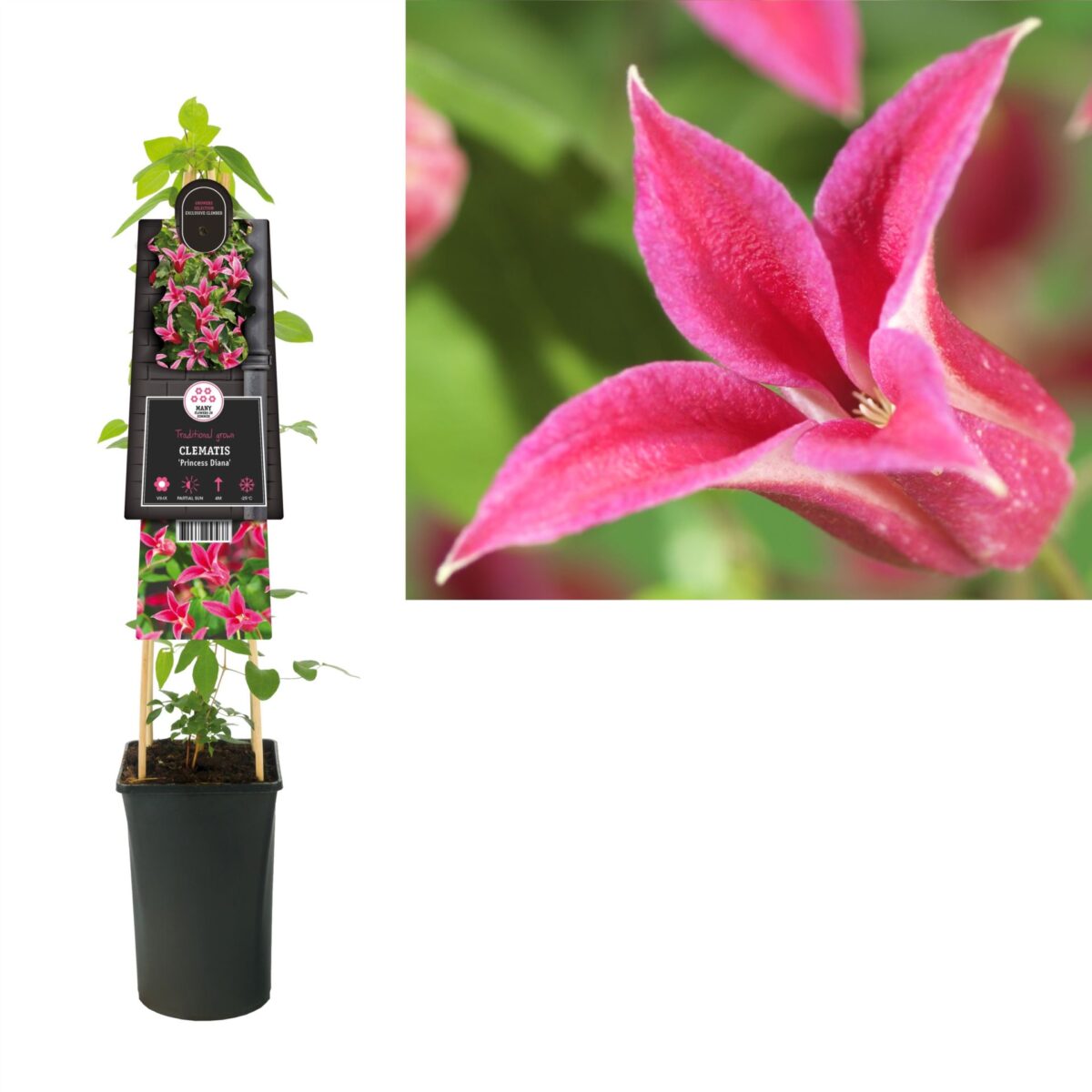 Clematis 'Princess Diana' / 'Princess of Wales' - Image 3