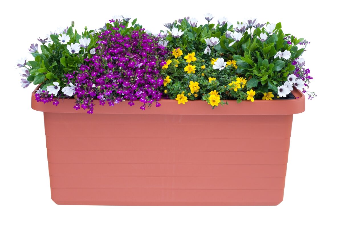 Truhlík samozavlažovací Berberis Duo - terakota 80 cm - Image 2