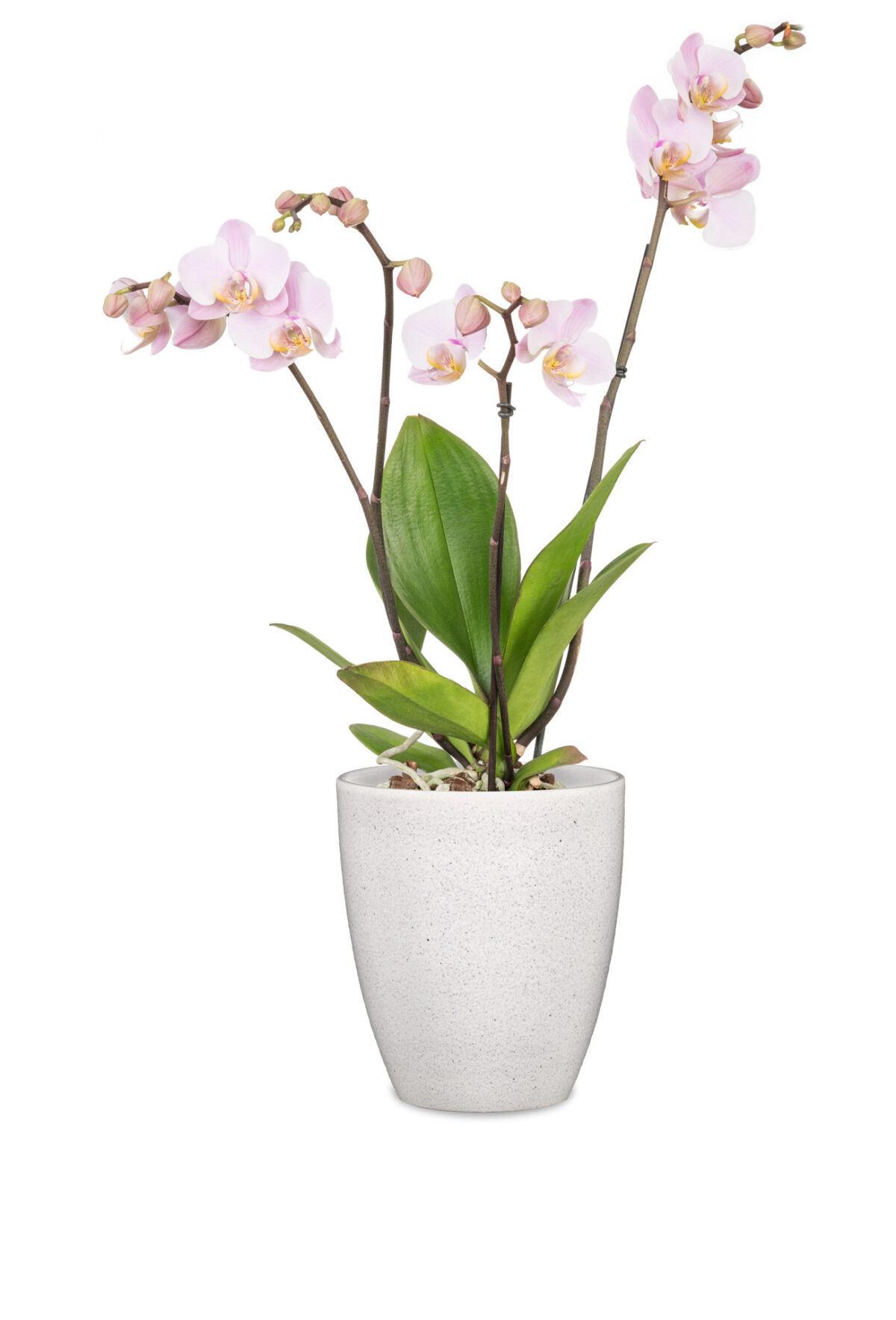 Obal orchidejový 620 Perla lesk 13 cm / v. 15 cm - Image 2