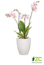 Obal orchidejový 620 Perla lesk 13 cm / v. 15 cm
