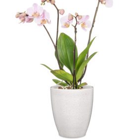 Obal orchidejový 620 Perla lesk 13 cm / v. 15 cm