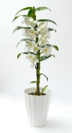 Obal Ola - bílá 13 cm - Image 2