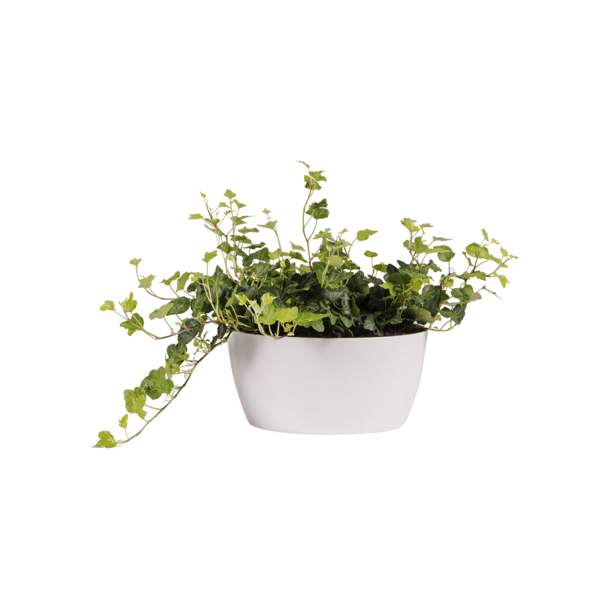 Žardina Brussels Bowl - white 23 cm - Image 2