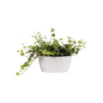 Žardina Brussels Bowl - white 23 cm - Image 2