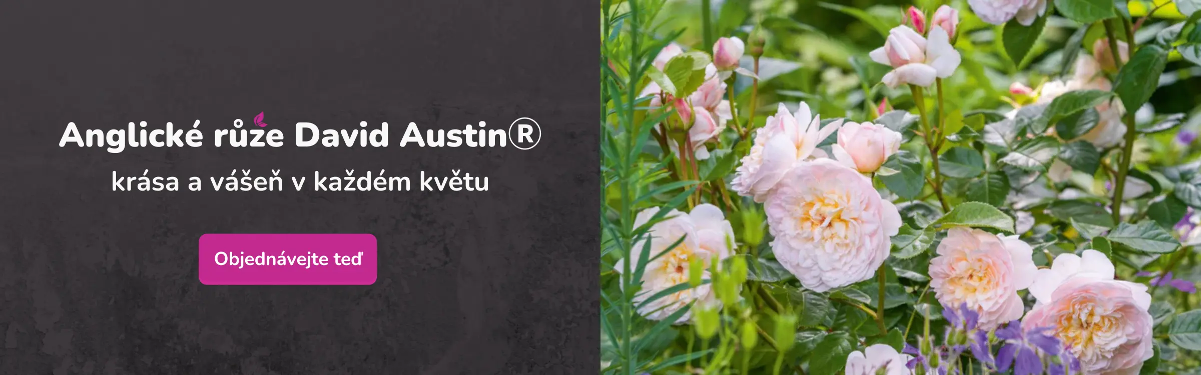 Růže David Austin